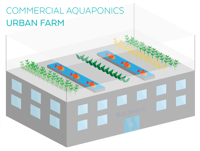 Commercial Aquaponics Urban Farming
